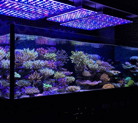 Magical lights aquarium